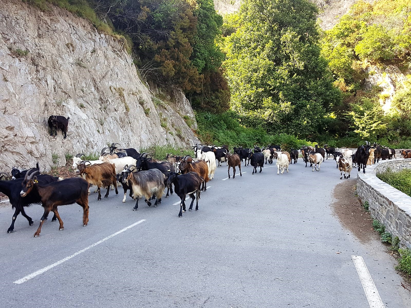 Corse du sud juillet 2019 (58)